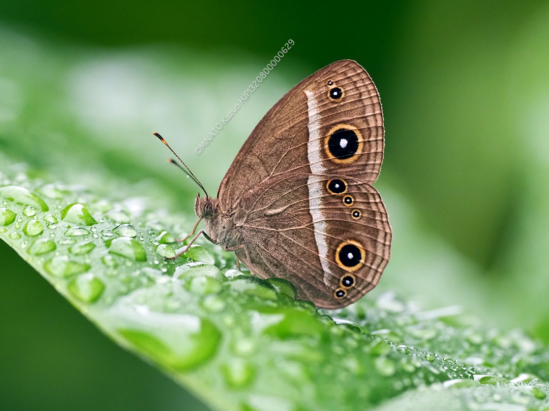 リュウキュウヒメジャノメ