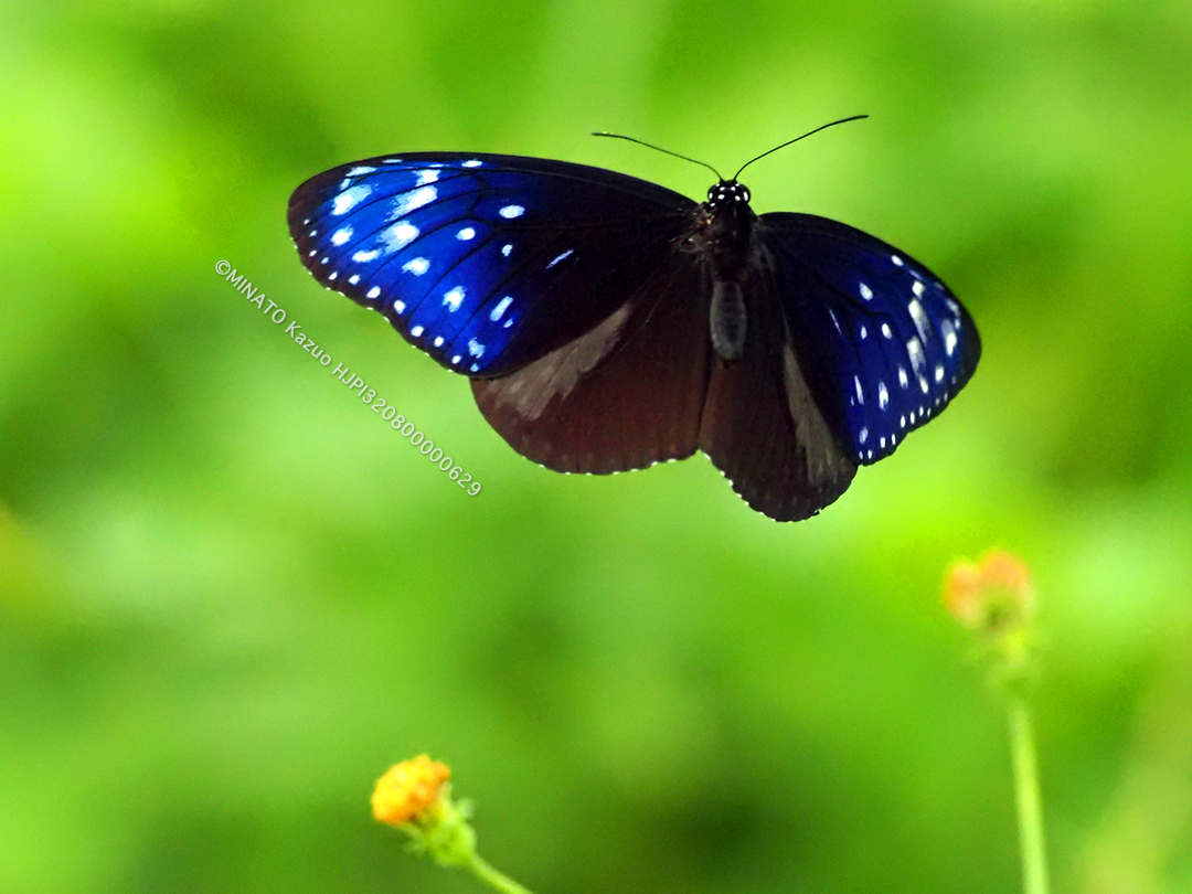 ツマムラサキマダラ雄