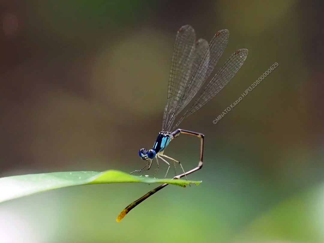 リュウキュウルリモントンボ
