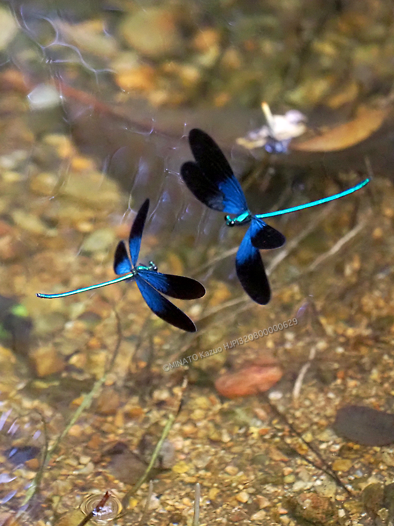 リュウキュウハグロトンボ