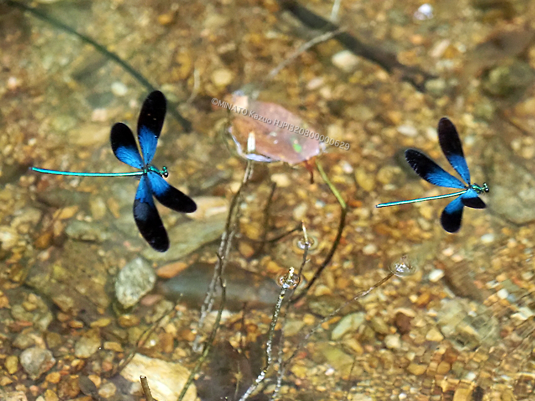 リュウキュウハグロトンボ