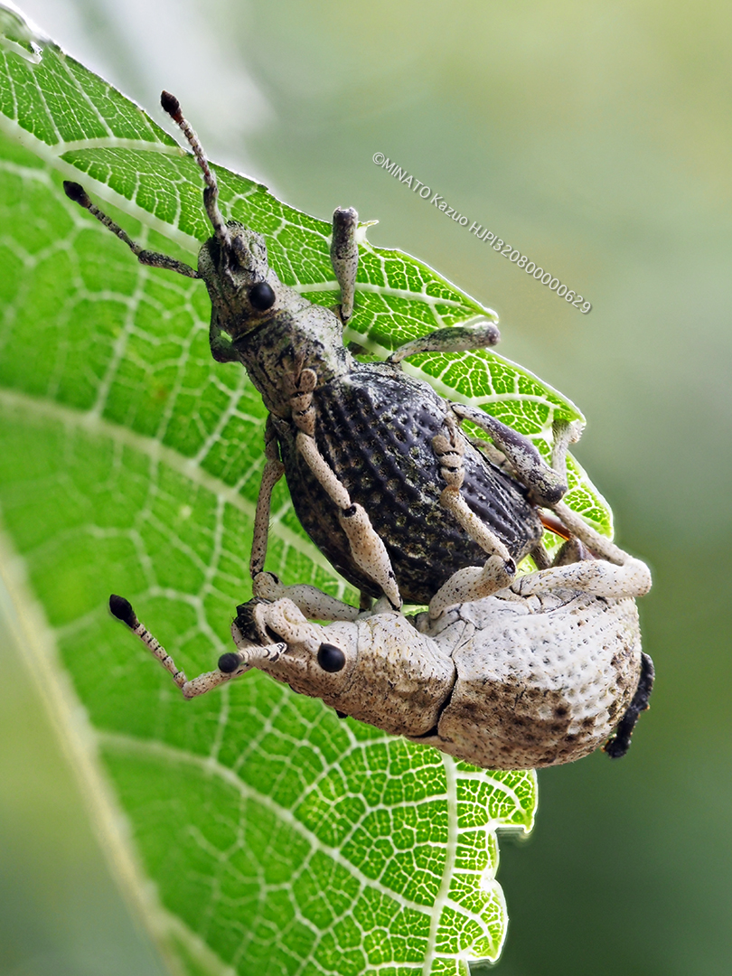 オキナワクワゾウムシ