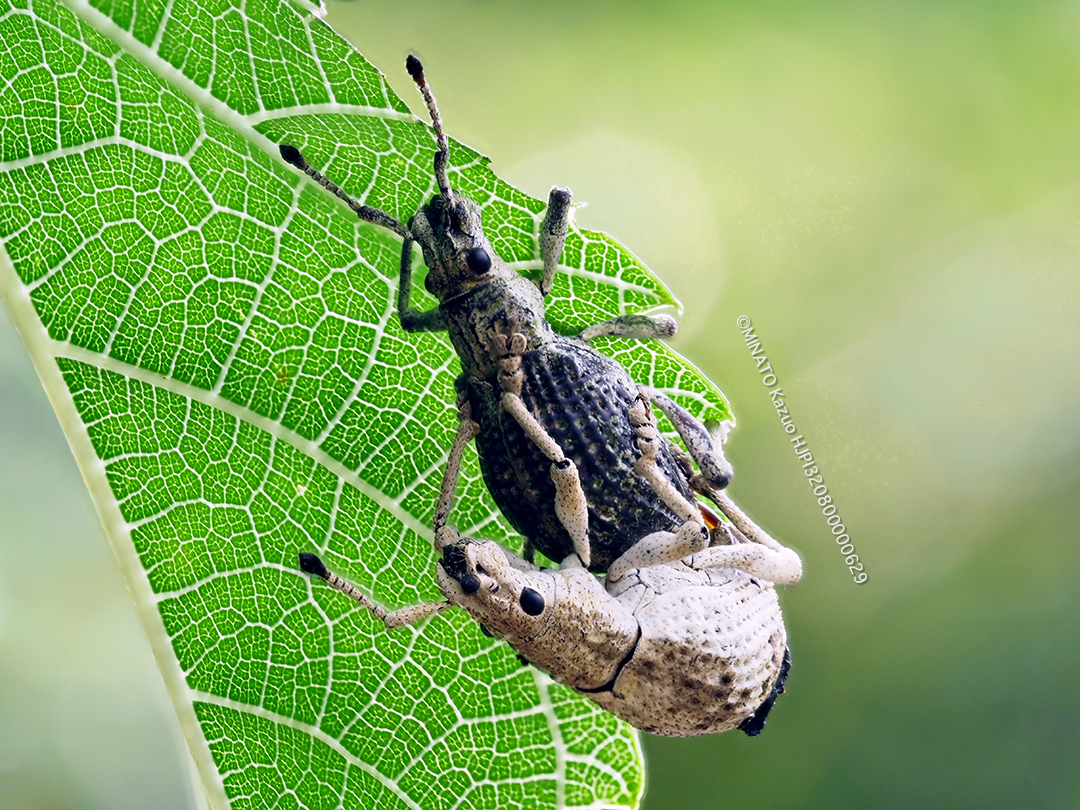 オキナワクワゾウムシ