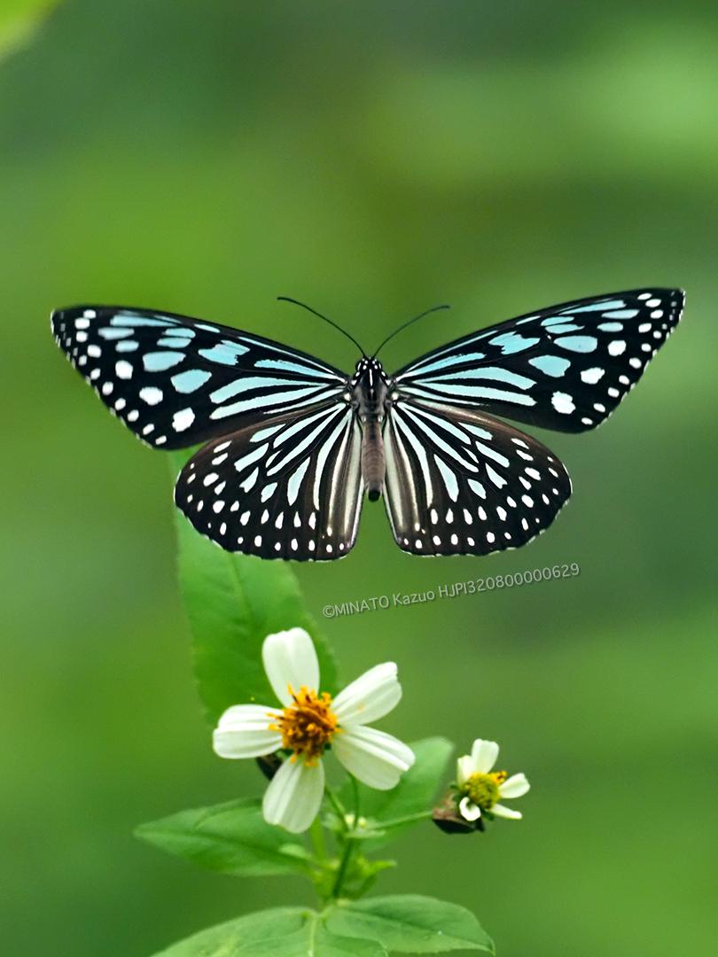 リュウキュウアサギマダラ