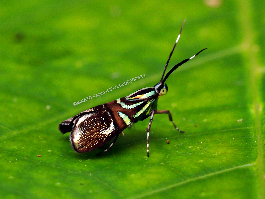 イヌビワオオハマキモドキ