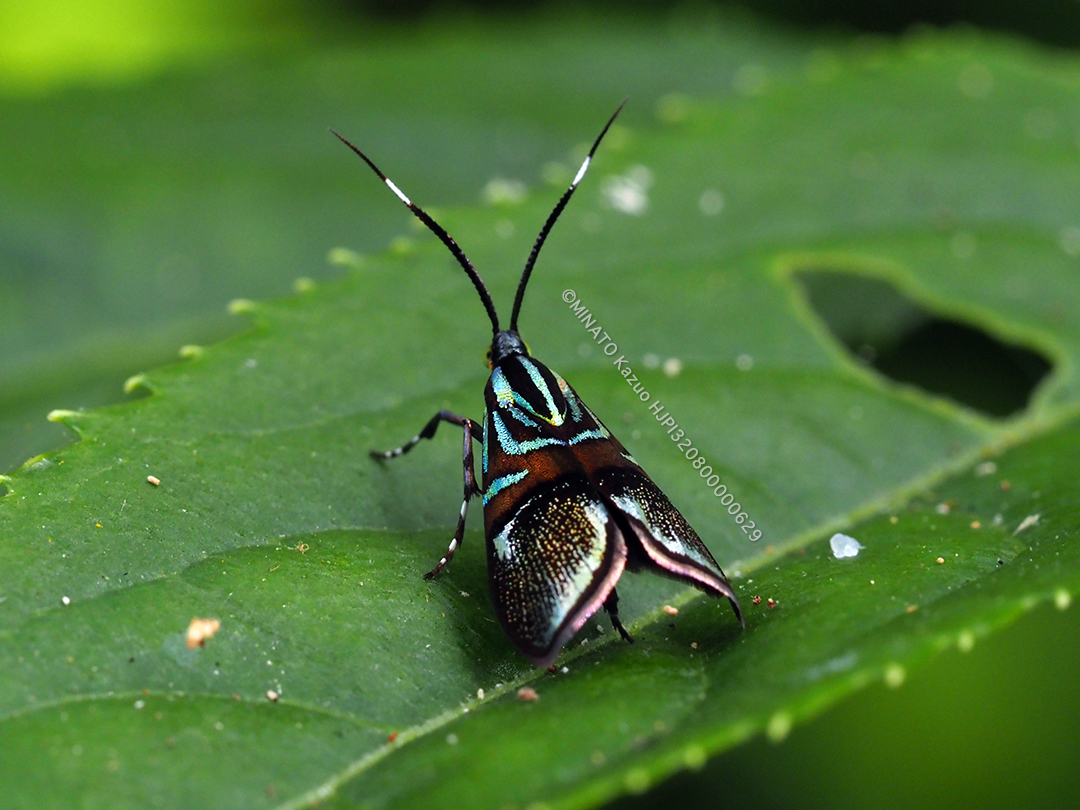 イヌビワオオハマキモドキ
