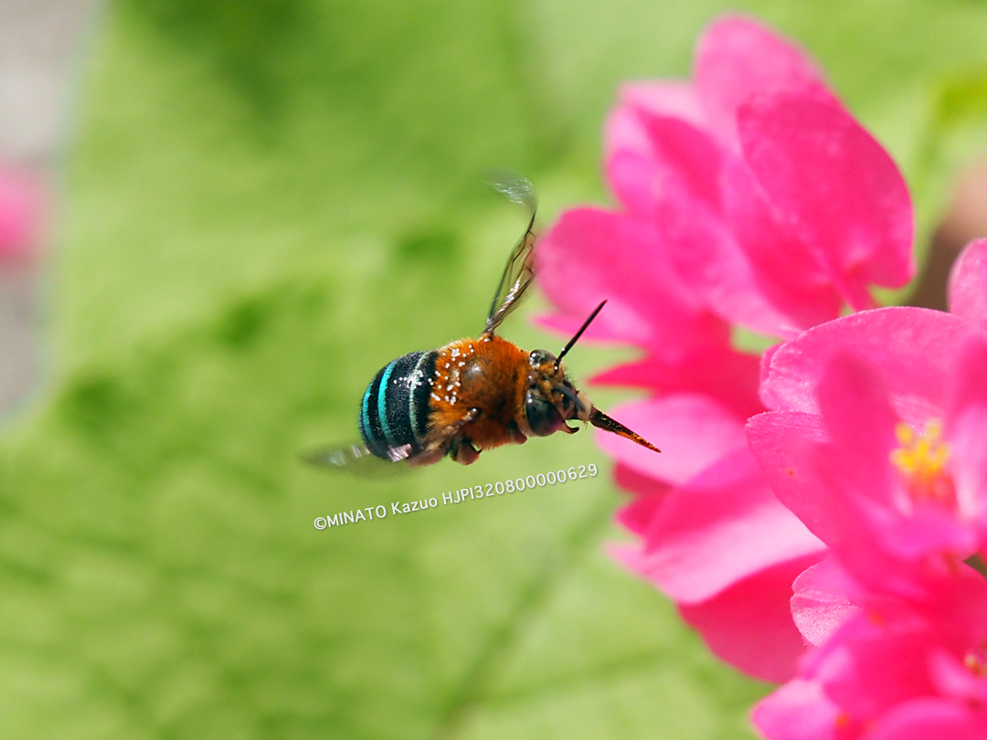 アオスジコシブトハナバチ