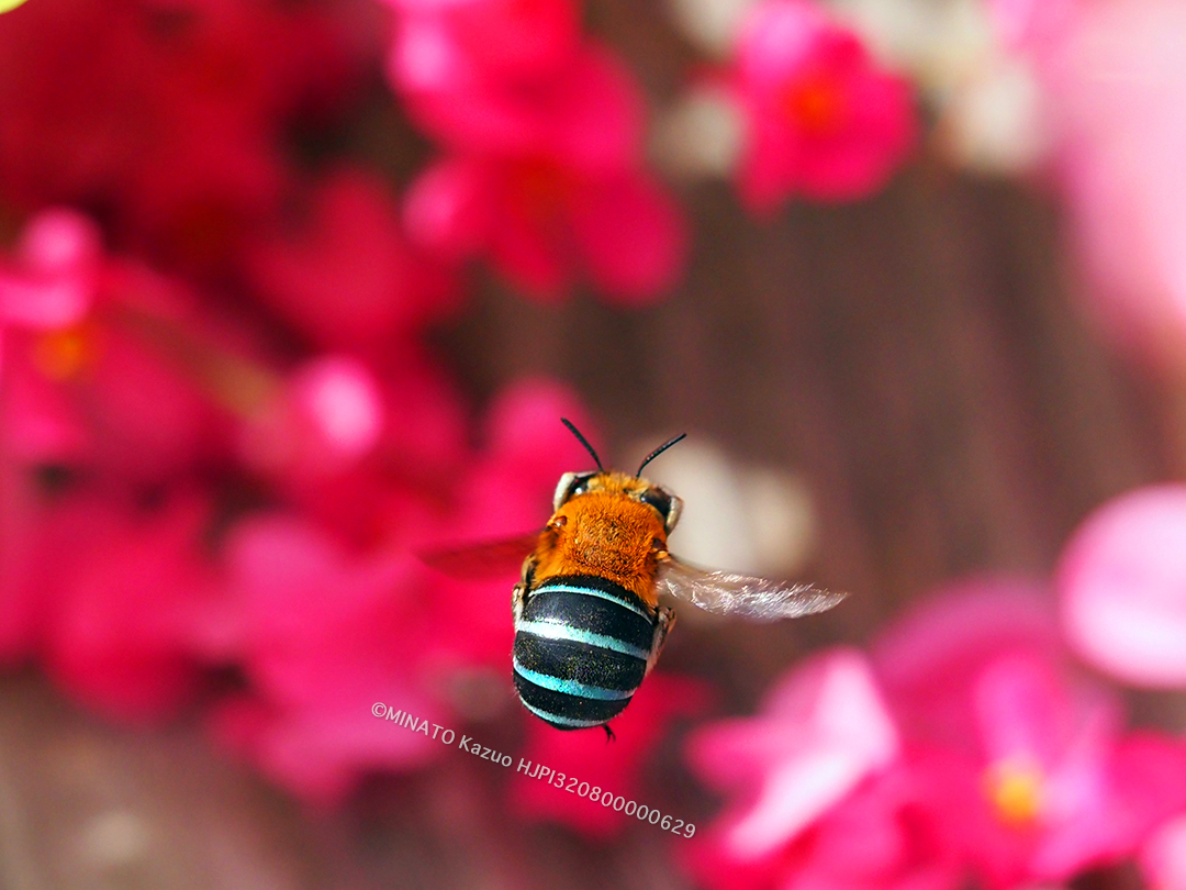 アオスジコシブトハナバチ