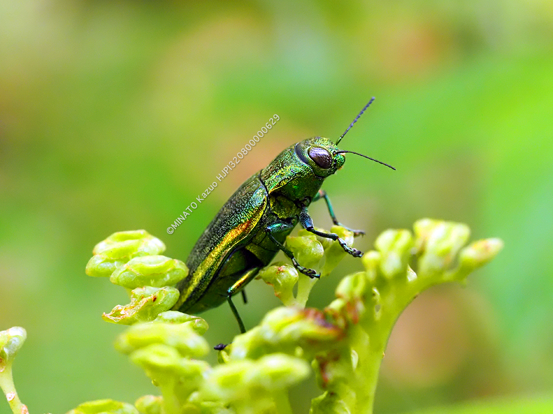 アオムネスジタマムシ