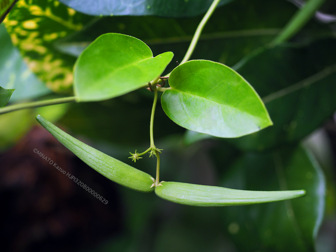 ツルモウリンカ実