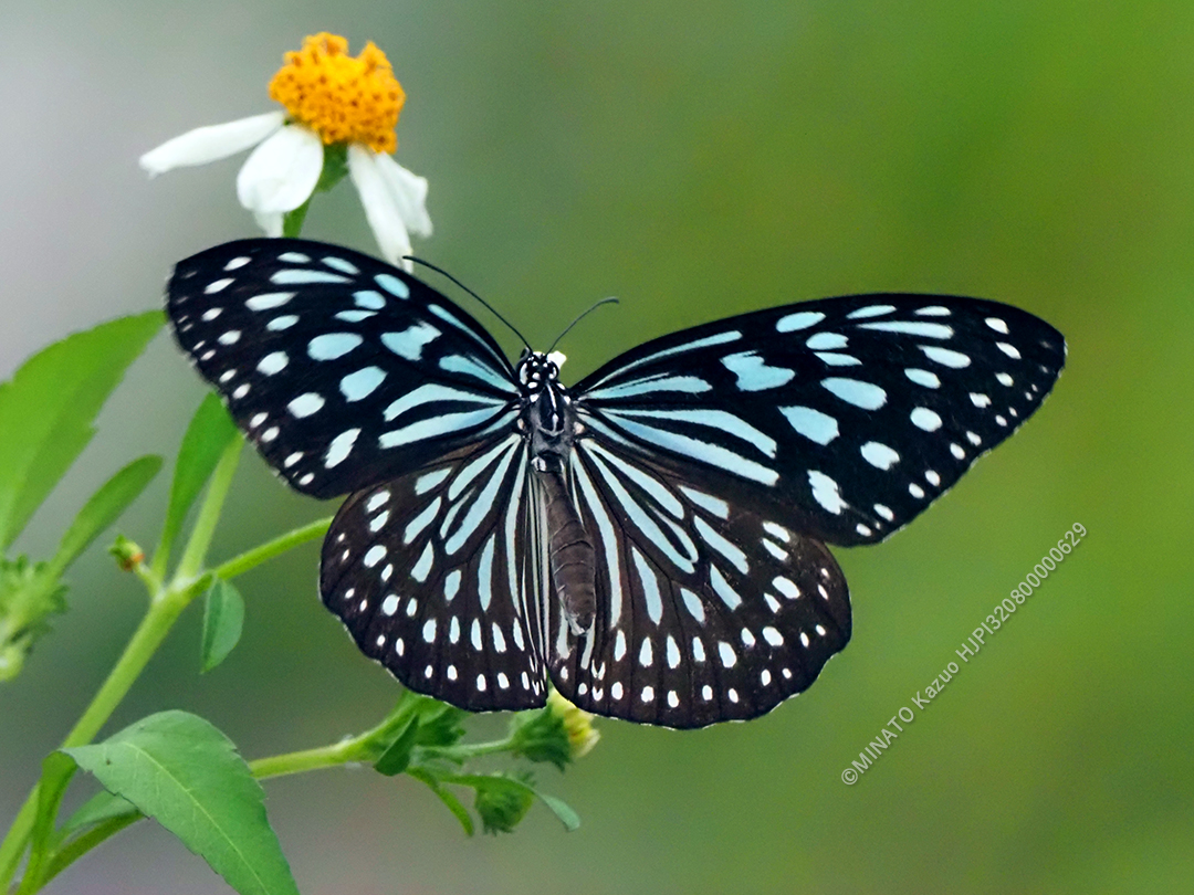 リュウキュウアサギマダラ