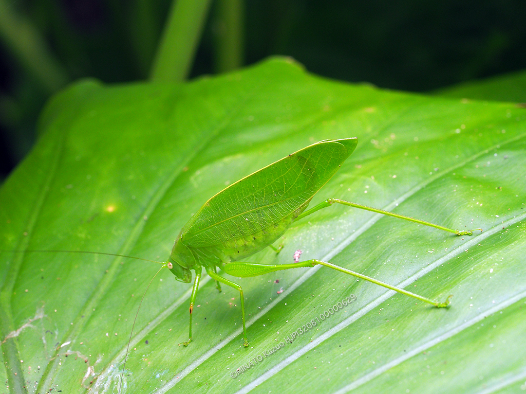 タイワンクツワムシ