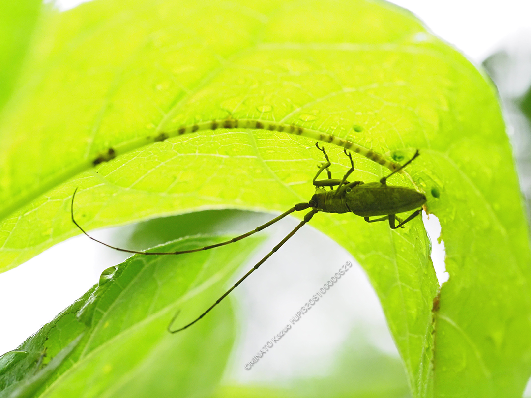 オキナワキボシカミキリ