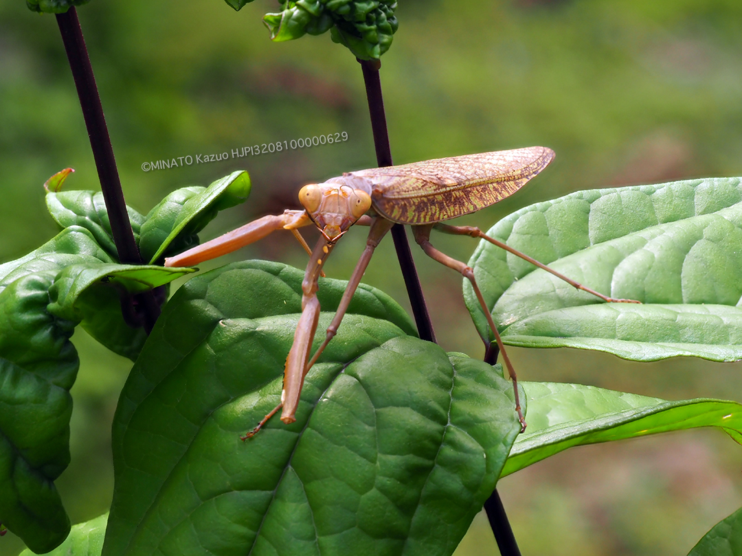 ハラビロカマキリ