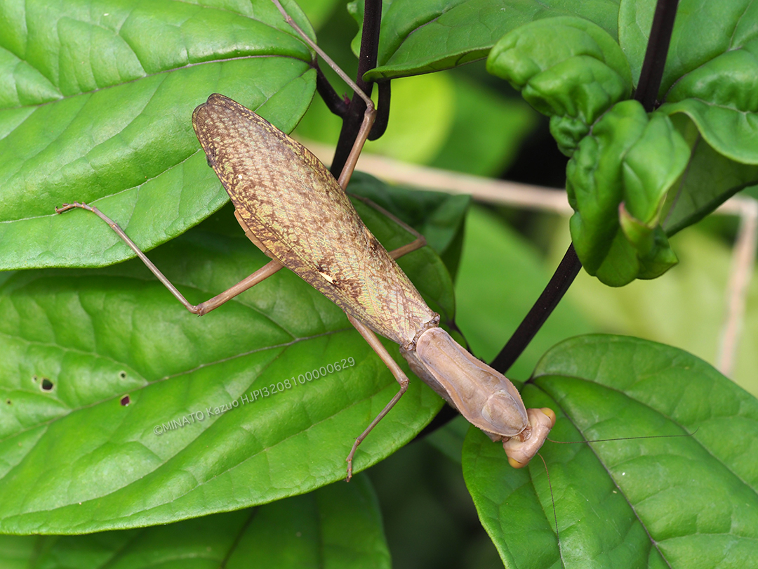 ハラビロカマキリ