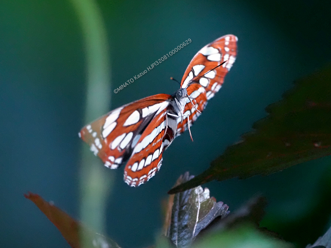 リュウキュウミスジ