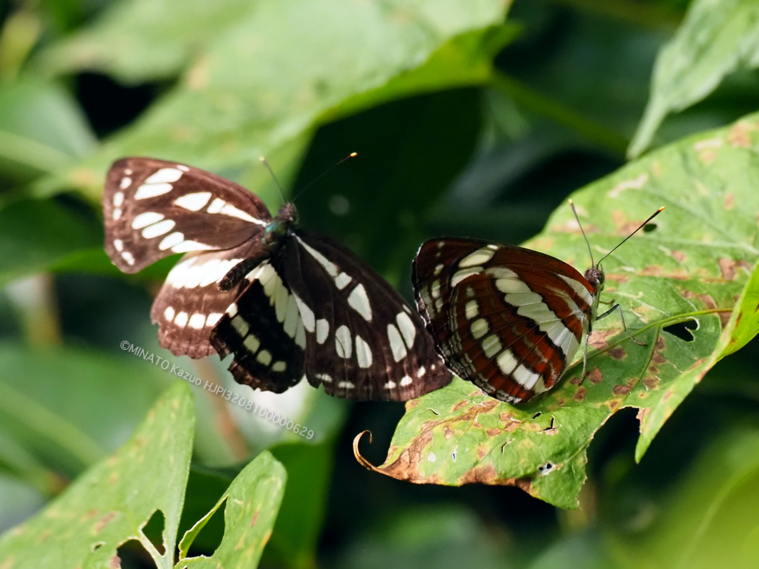リュウキュウミスジ