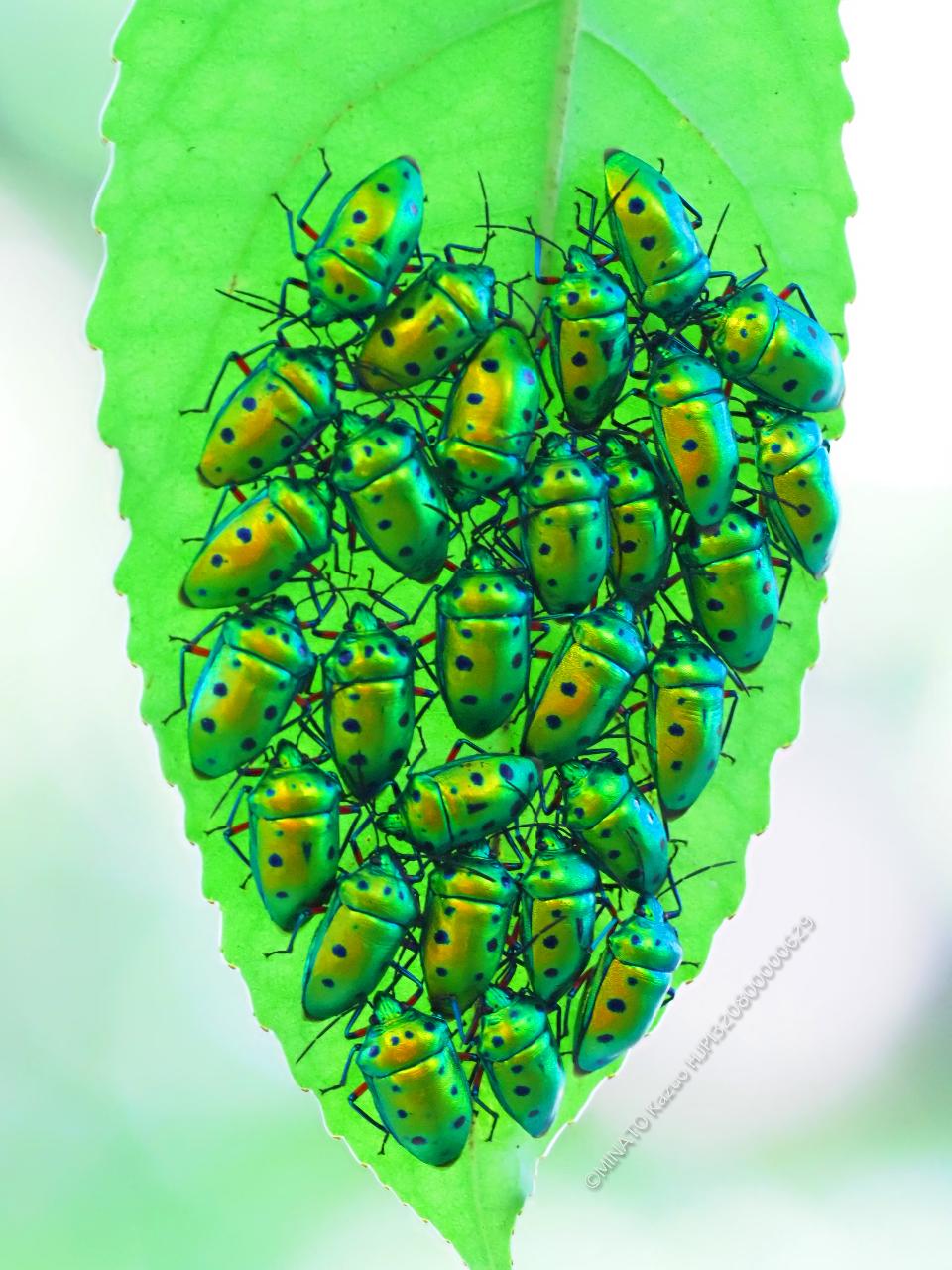 ナナホシキンカメムシ成虫集団