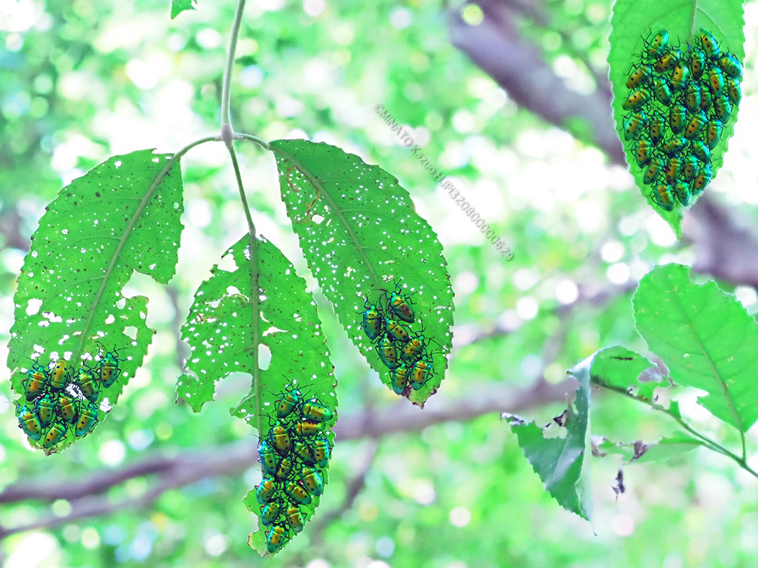 ナナホシキンカメムシ成虫集団