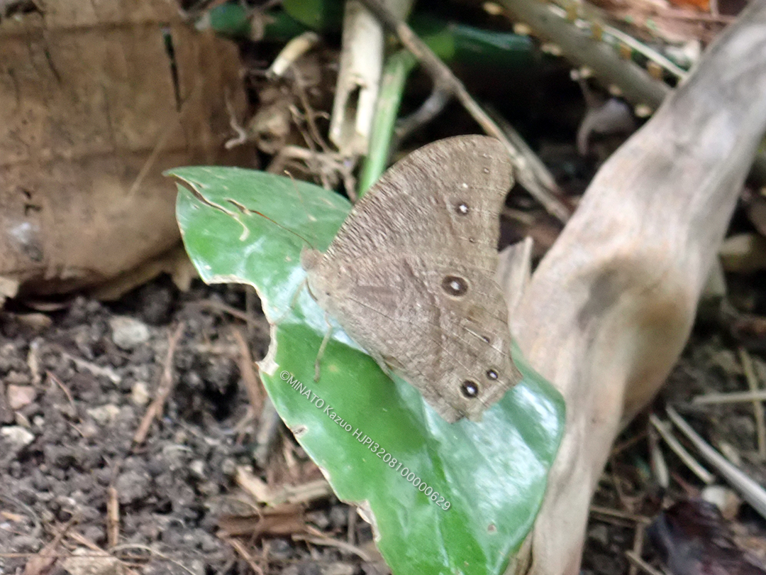 ウスイロコノマチョウ