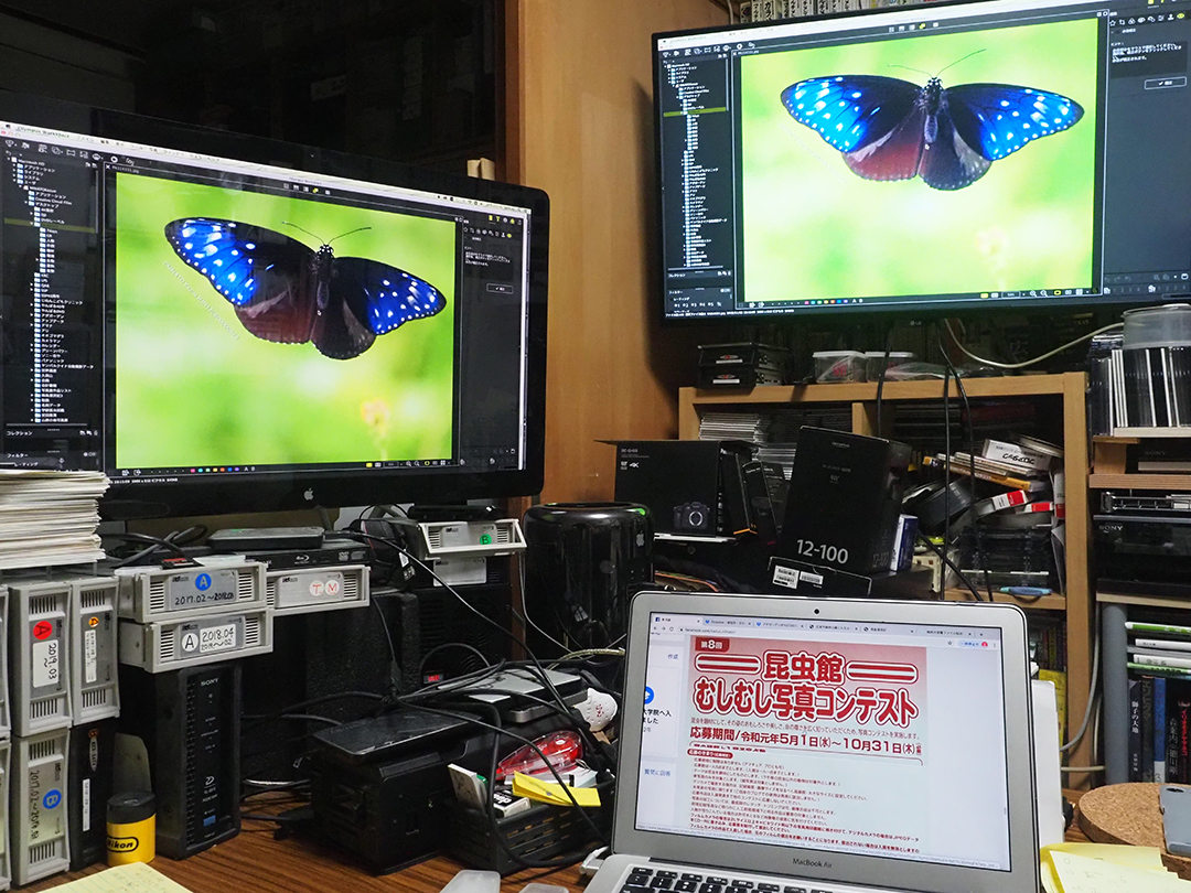 むしむし写真コンテスト審査