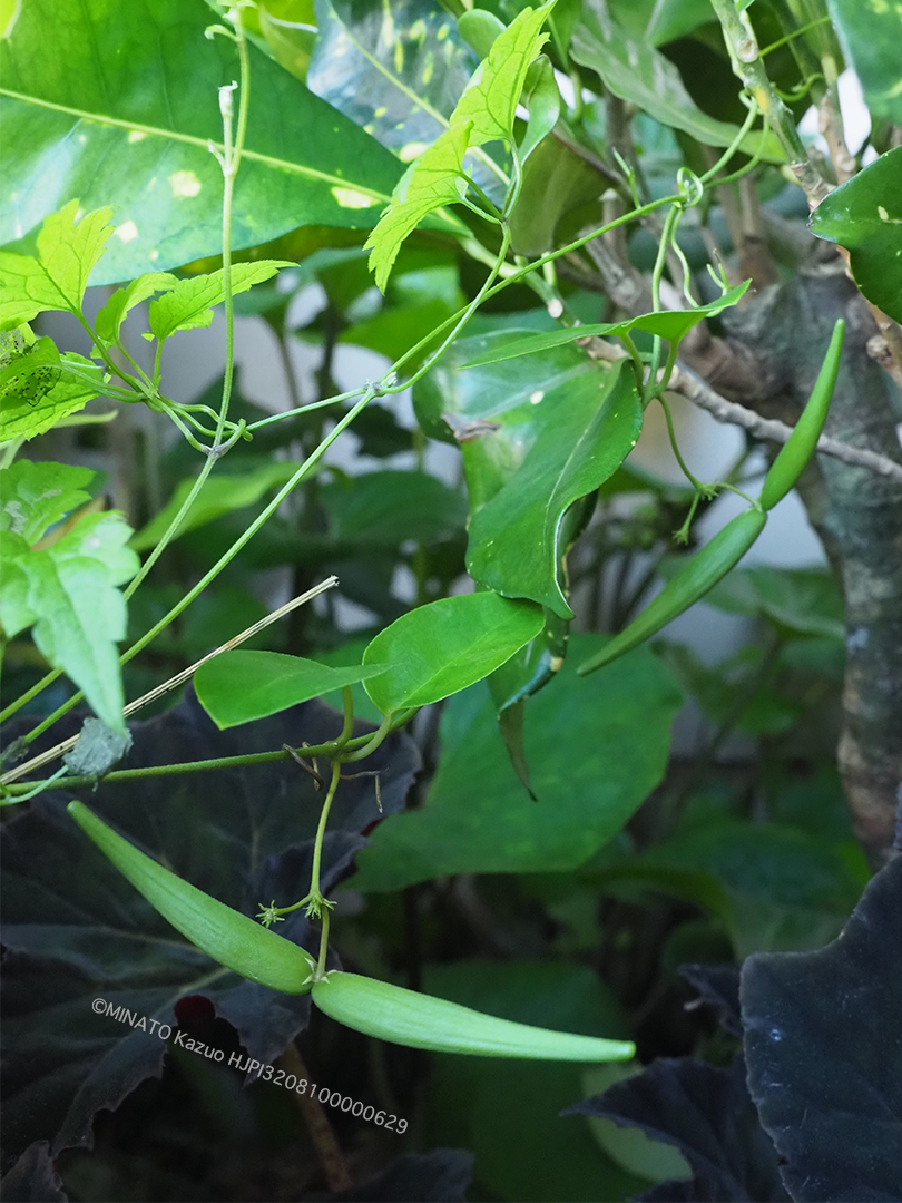 ツルモウリンカ