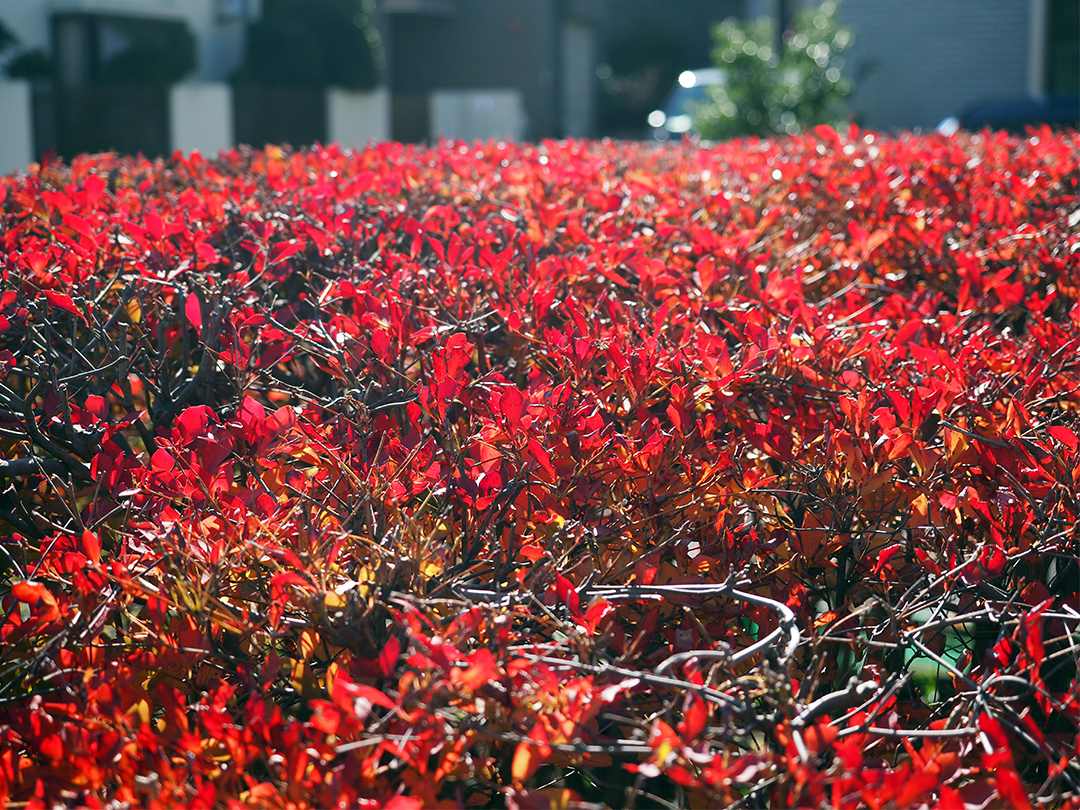 ドウダンツツジ