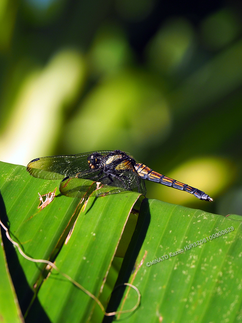 オオシオカラトンボ