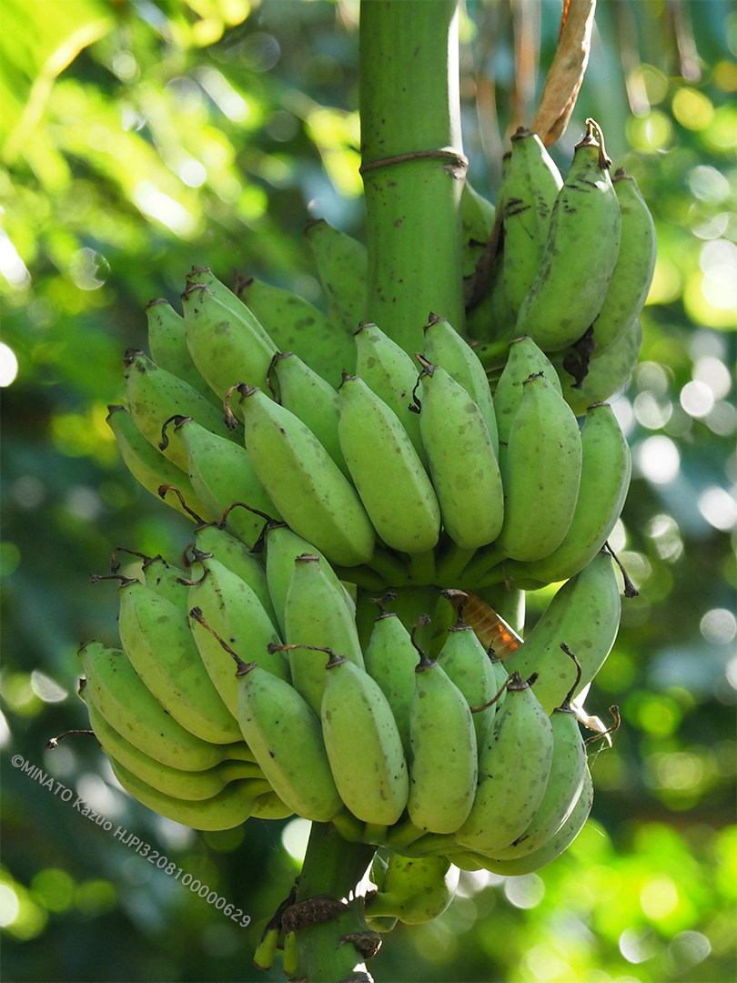 バナナ実