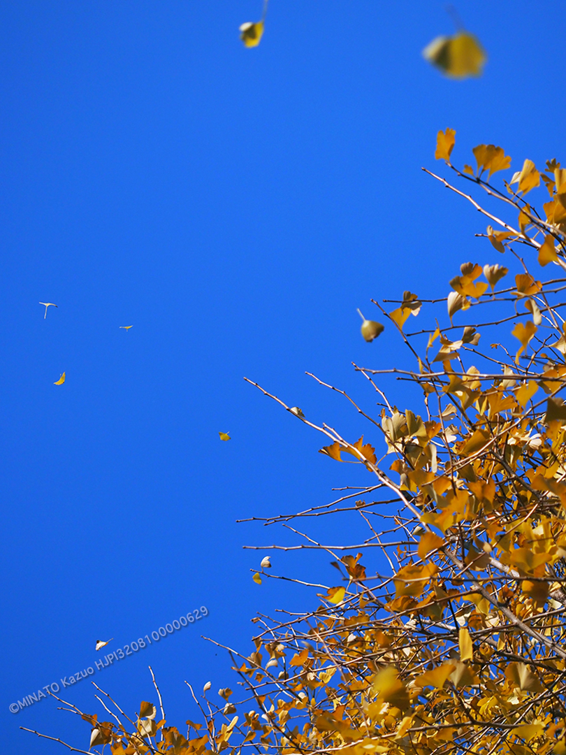 イチョウ黄葉