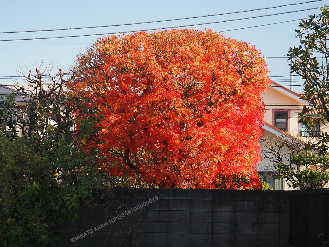 紅葉