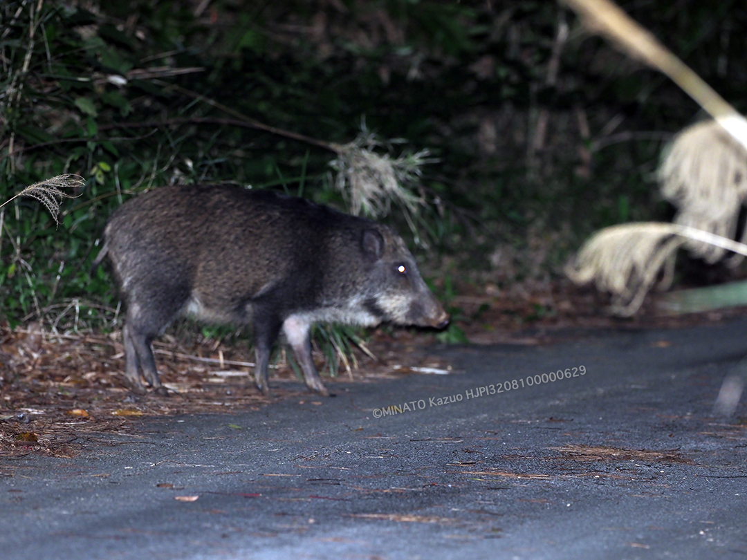 リュウキュウイノシシ