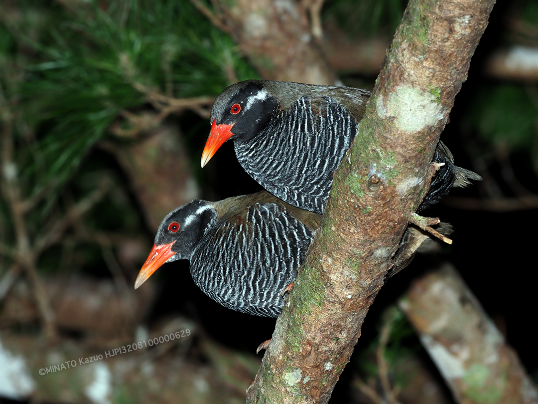 ヤンバルクイナ