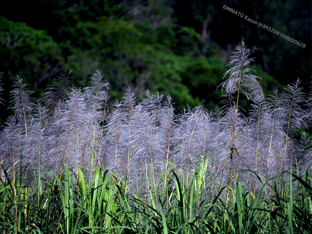 サトウキビ花穂