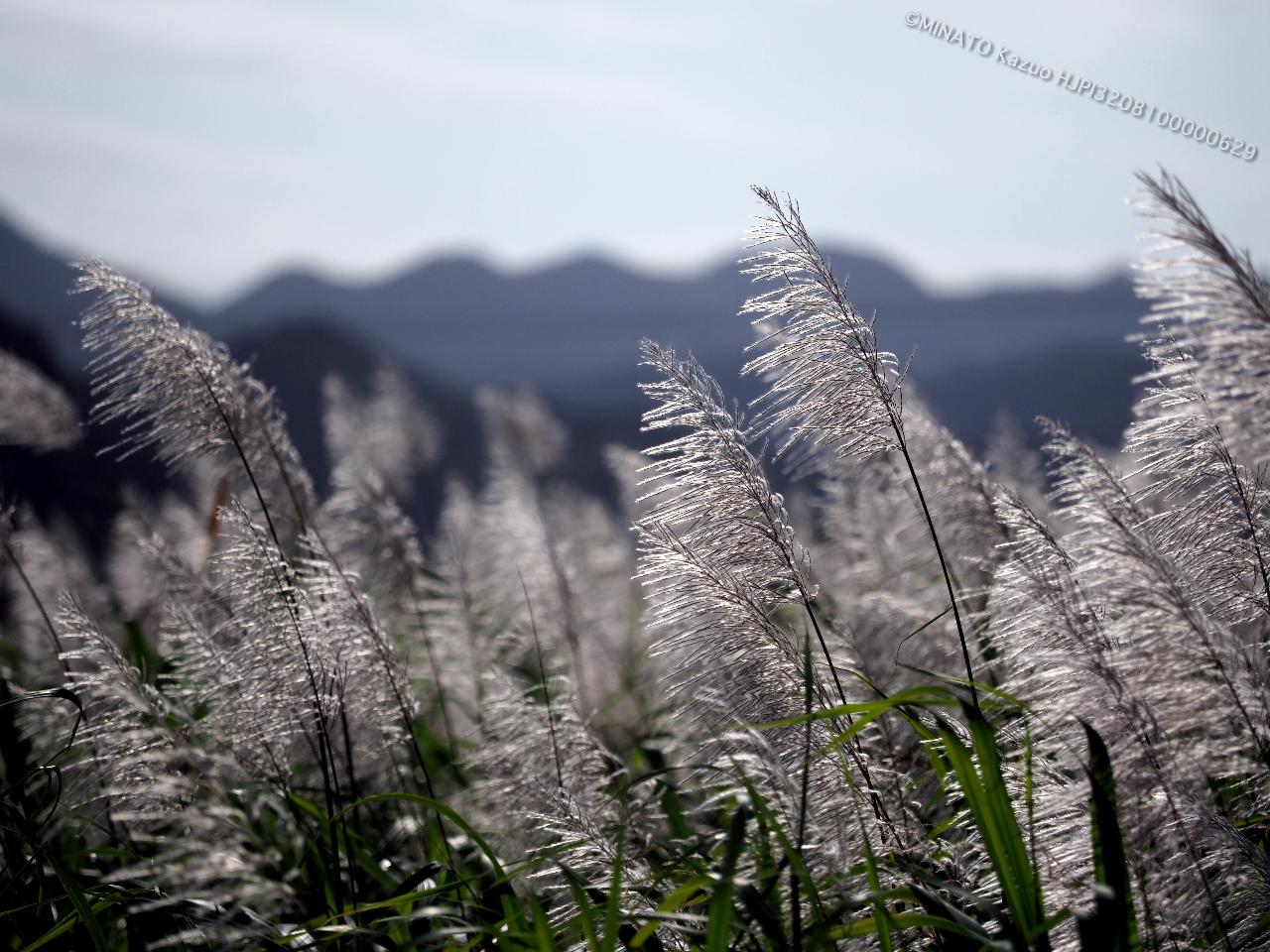 サトウキビ花穂