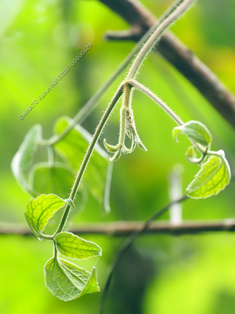 ビロードボタンヅル