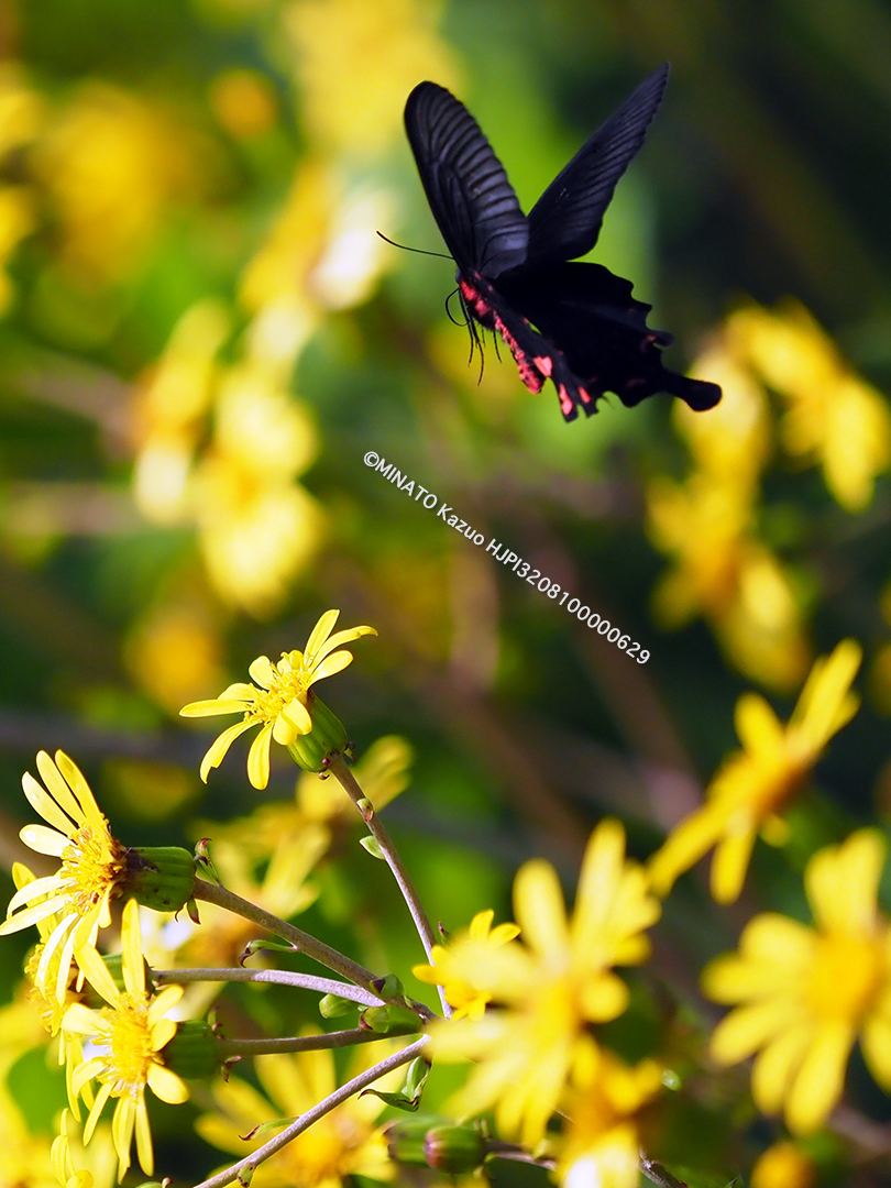 ジャコウアゲハ