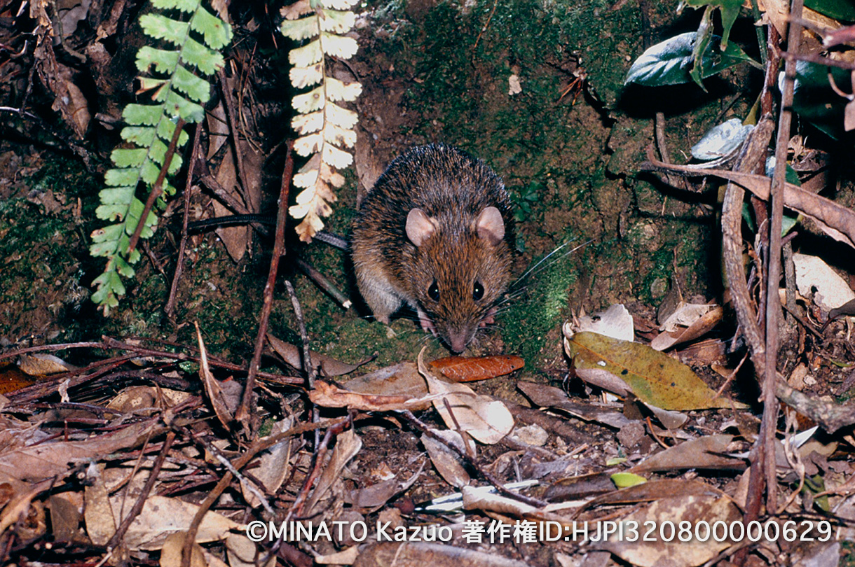 オキナワトゲネズミ