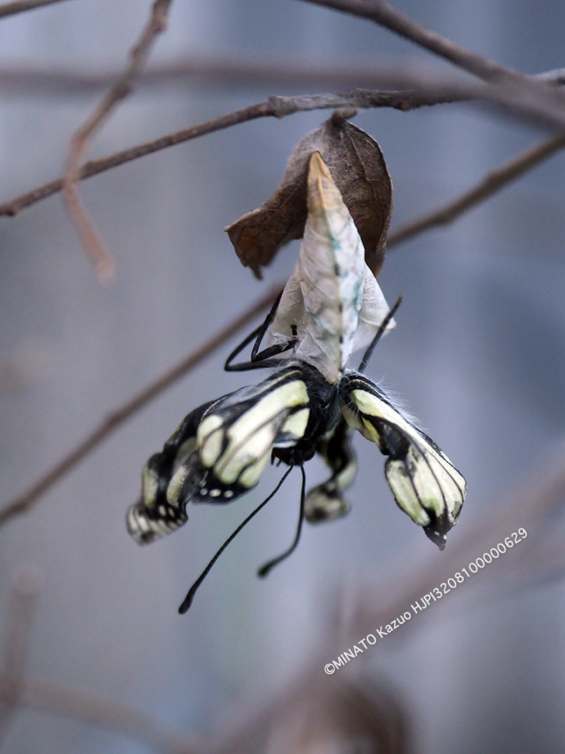 ゴマダラチョウ羽化