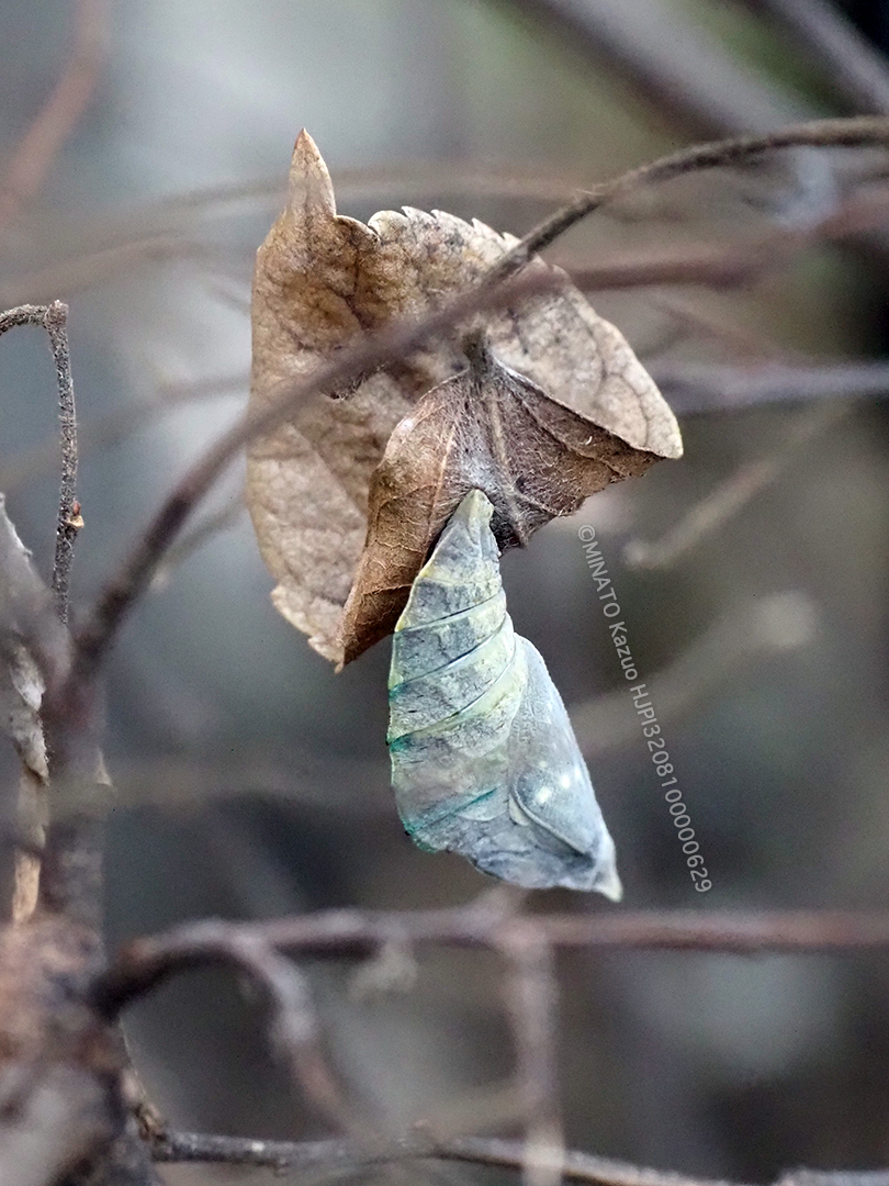 ゴマダラチョウ蛹
