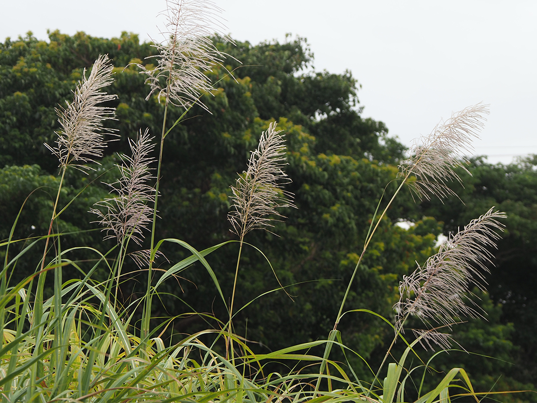 サトウキビ花穂