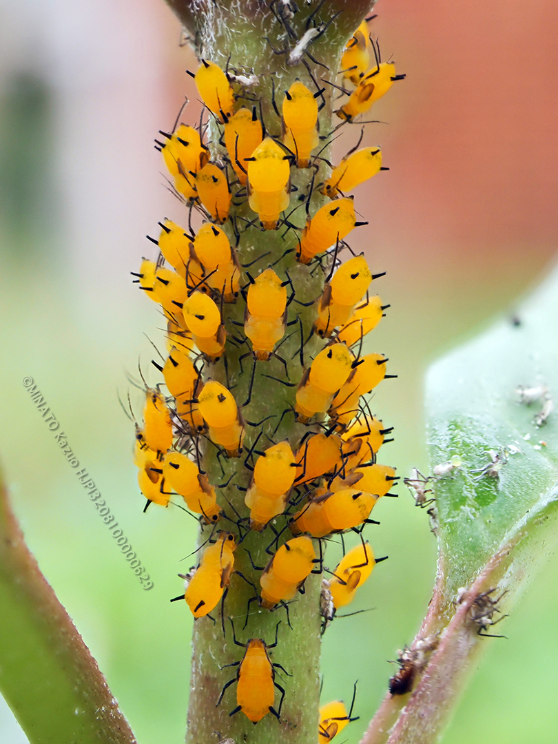 キョウチクトウアブラムシ