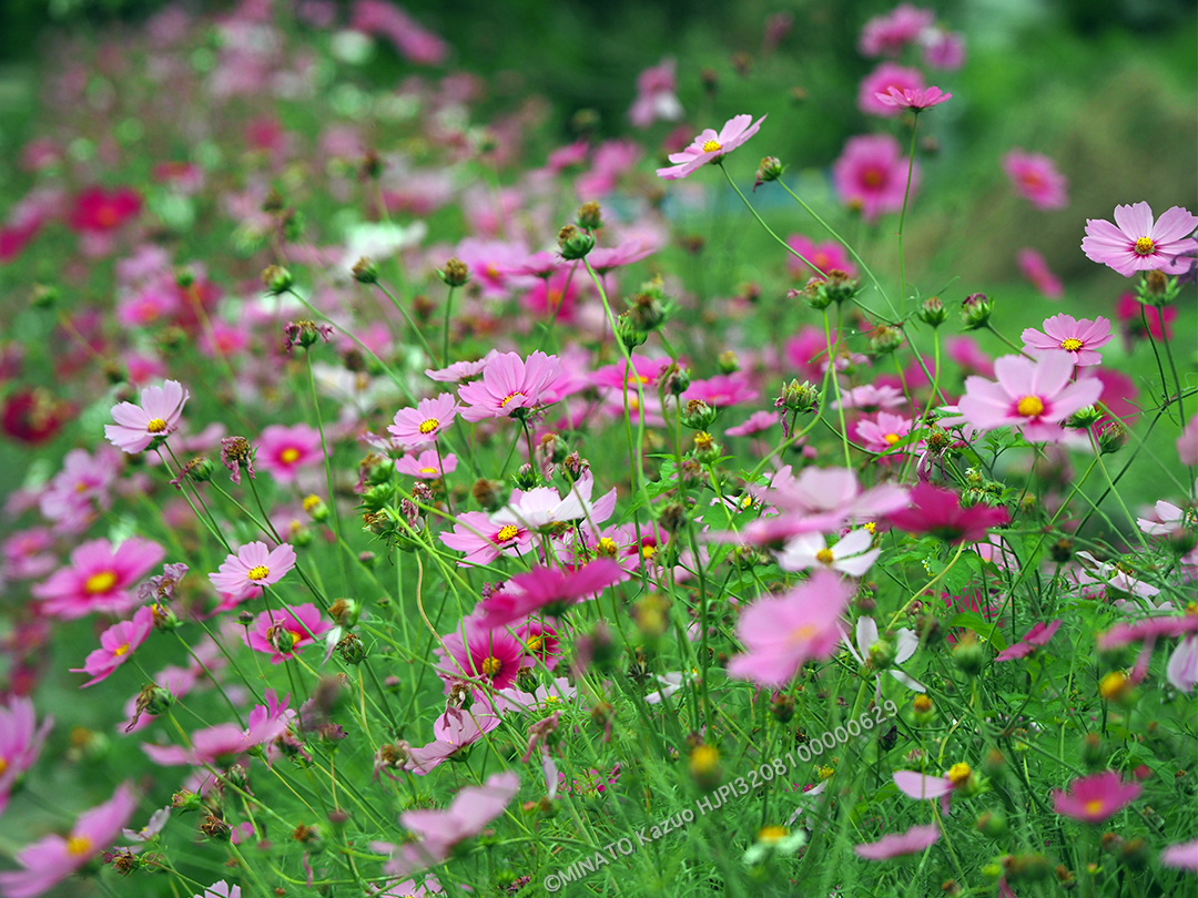 コスモス