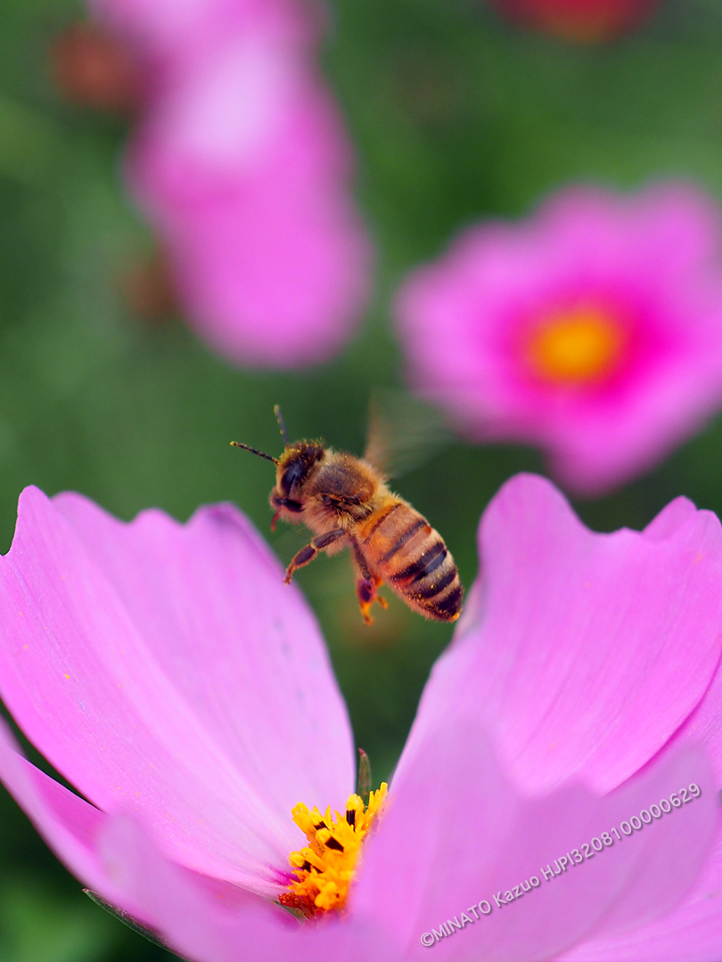 セイヨウミツバチ