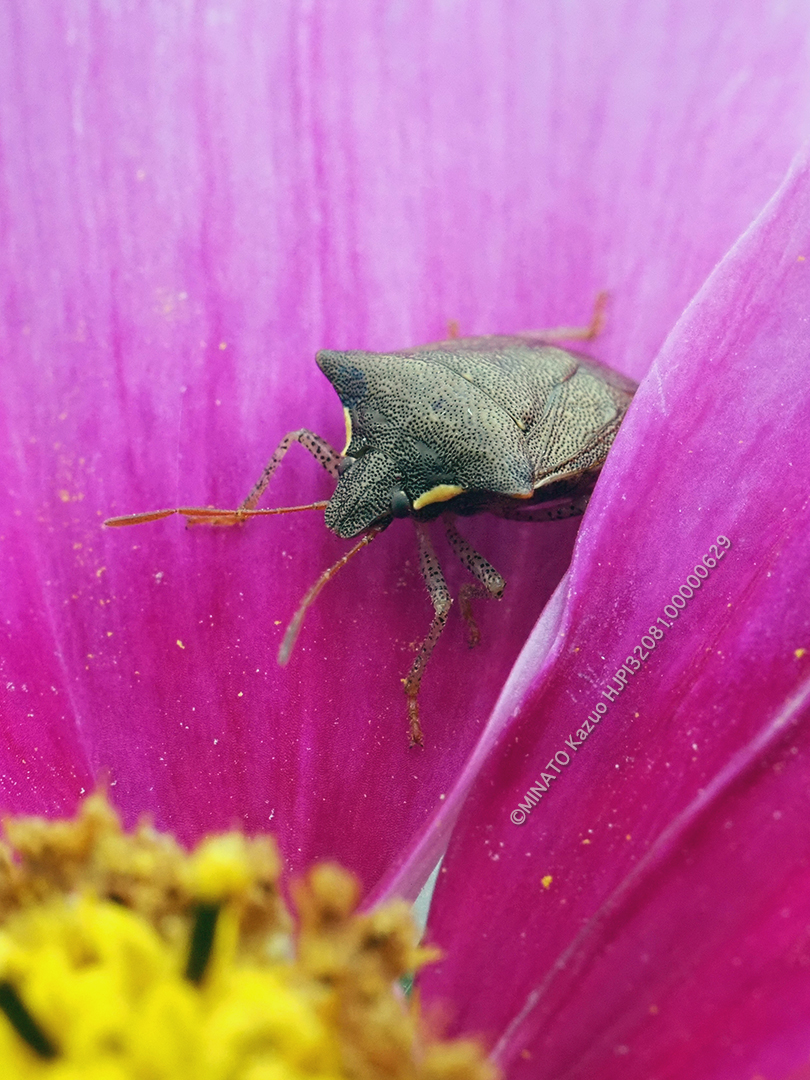 タイワントゲカメムシ