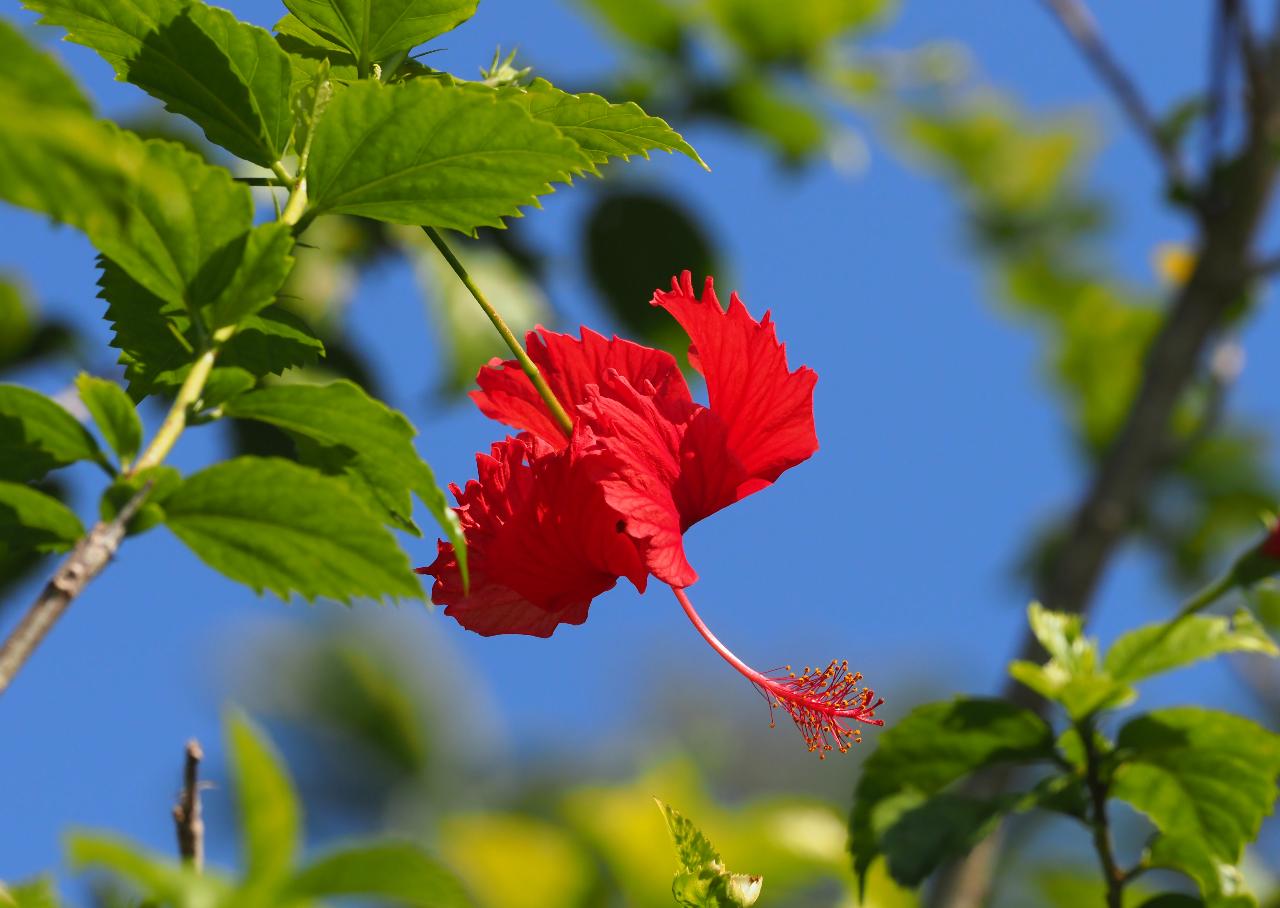 ハイビスカス