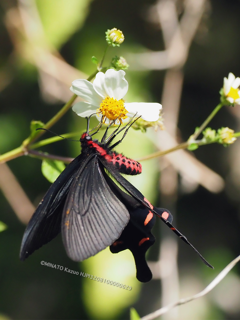 ジャコウアゲハ