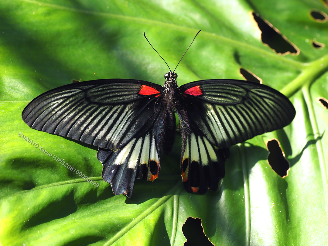 ナガサキアゲハ雌
