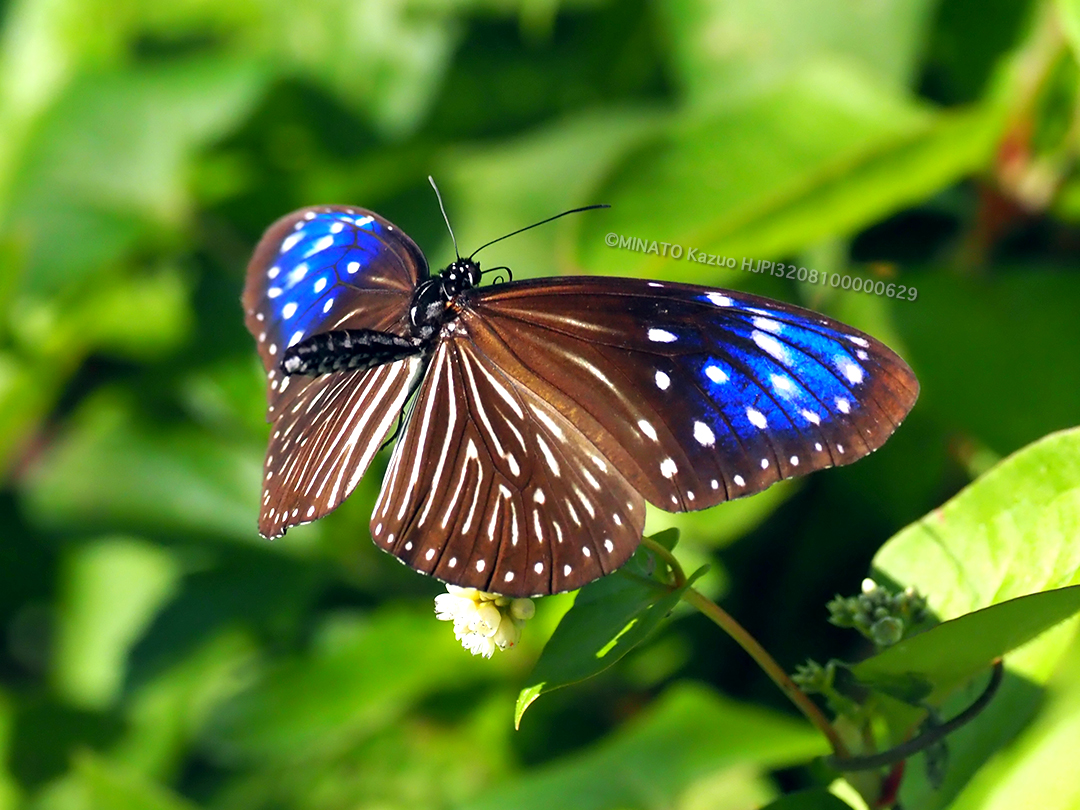 ツマムラサキマダラ雌
