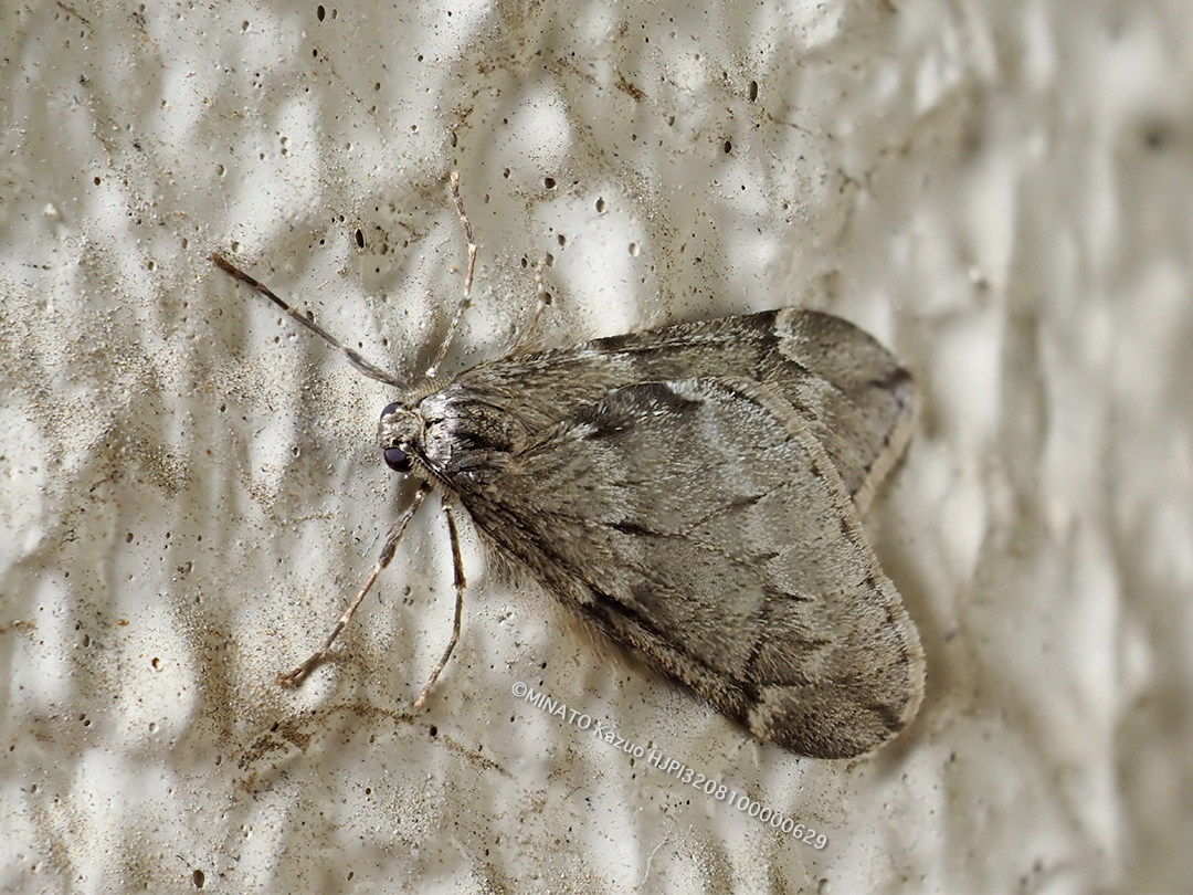 シロオビフユシャク